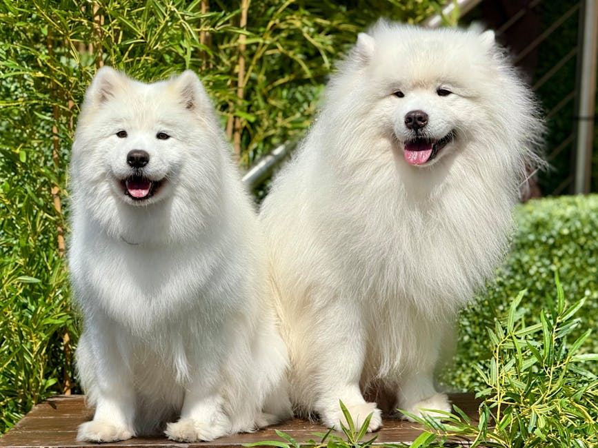 Two fluffy white Samoyed dogs sitting on a wooden outdoor platform surrounded by green foliage and shrubbery. The smaller dog on the left has a bright, smiling expression with its mouth slightly open, while the larger dog on the right also appears happy, with its tongue out and a relaxed posture. The scene is well-lit with natural sunlight, highlighting the dogs' thick, clean coats and the vibrant greenery behind them. This image emphasizes a peaceful, outdoor setting with healthy, well-groomed pets, reflecting for Maida Vale end of tenancy cleaning for landlords and agents, Maida Vale Carpet Cleaning, and the importance of cleanliness and hygiene in residential environments.